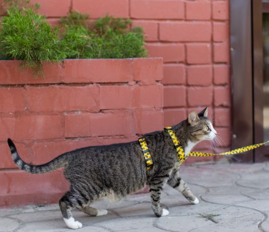 Можно ли выпускать кошку на улицу? Правила выгула и меры безопасности.