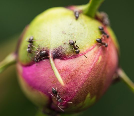 Муравьи на пионах: вредительство или безобидное соседство? - Цветы многолетние Муравьи на пионах: вредительство или безобидное соседство?