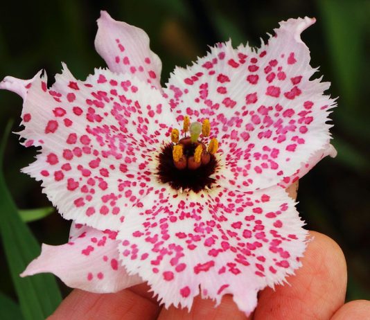 Номохарис: самые необычные лилии в форме тарелочки и фонарика.