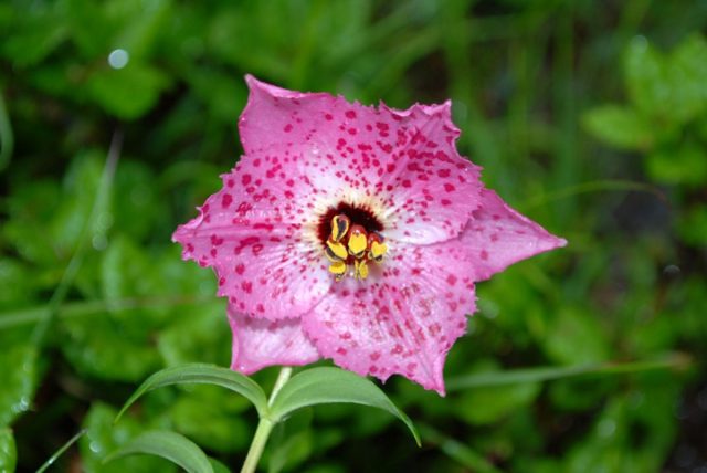 Номохарис леопардовый, теперь лилия леопардовая (Lilium pardanthinum) имеет необычный цветок.