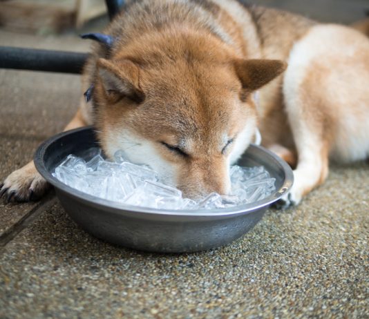 Нужно ли стричь собаку летом и поможет ли это спастись от жары.