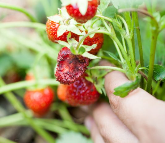 Основные вредители клубники — определяем и избавляемся.