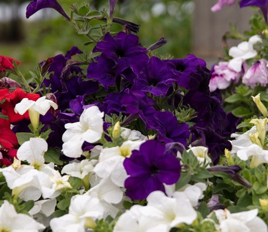 Пышное цветение петунии без хлопот — проверенные методы.