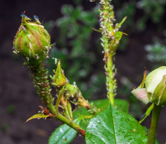 Способы борьбы с тлей в любую стадию роста растений.