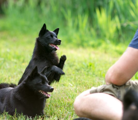 Топ 10 компактных пород собак, которые не дадут хозяина в обиду.