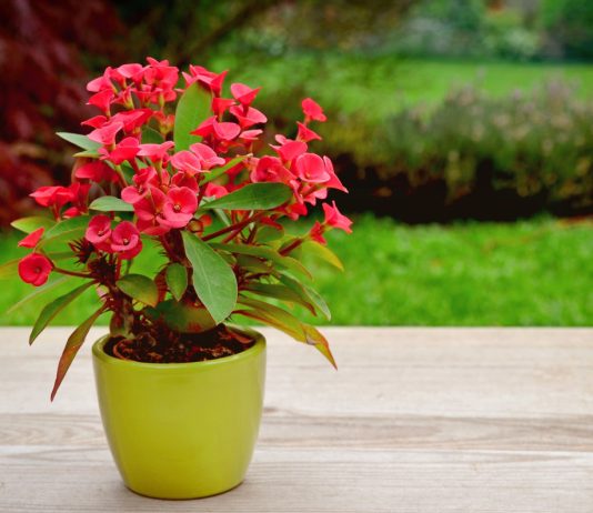 Удивительные комнатные молочаи: более 20 видов на любой вкус.