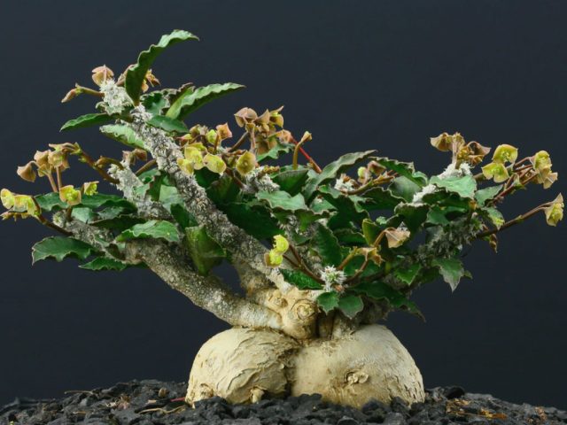 А вот молочай Сюзанны Марнье (Euphorbia suzannae-marnierae) свой сферический грубый каудекс откровенно демонстрирует.