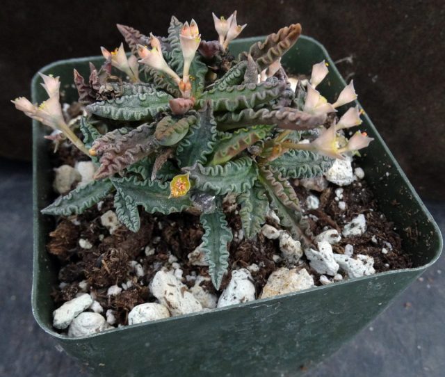 Молочай тулеарский (Euphorbia tulearensis).