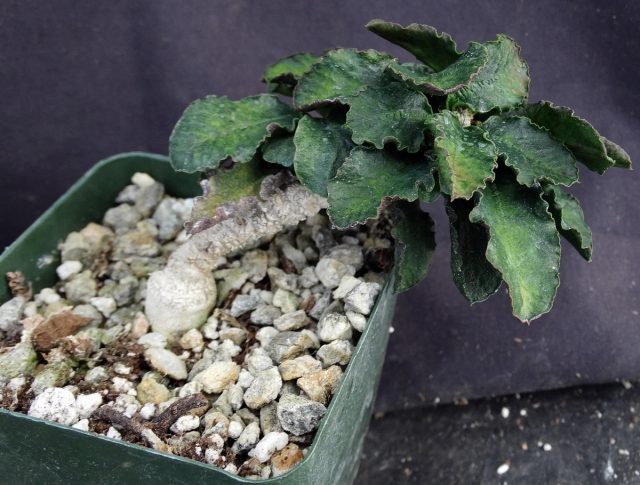 Молочай ложный шаровидный (Euphorbia ambovombensis).