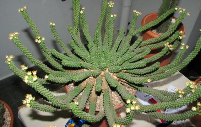 Молочай голова медузы (Euphorbia caput-medusae), по-моему, больше осьминога напоминает. Но тут уж у каждого свои ассоциации.