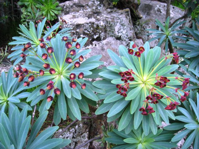 Влажноватые условия предпочитает и молочай тёмно-пурпурный (Euphorbia atropurpurea), родом с Канарских островов.