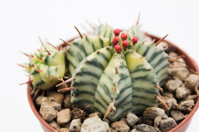 Молочай дыневидный (Euphorbia meloformis) - маленький, сантиметров десять во все стороны. Формирует округлую конструкцию с 8 или 10 рёбрами - дольками.