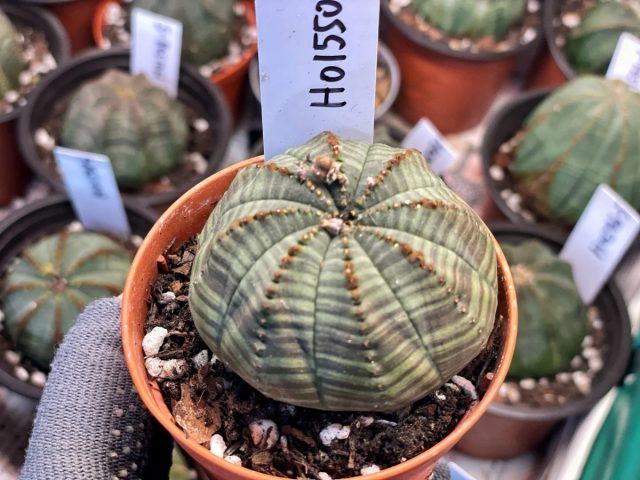 Молочай тучный (Euphorbia obesa) общей округло-ребристо-дольчатой формой похож на дыневидный, но несколько более «надутый» и покрупнее, до 15 см.