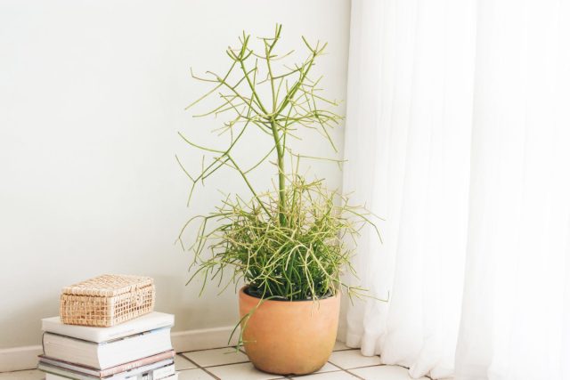 Молочай тирукалли (Euphorbia tirucalli) - растение, целиком состоящее из хрупких сочных веточек.