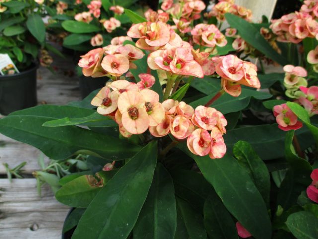 Вышеупомянутый Молочай Миля (Euphorbia milii) как раз из таких. Угрожающе-шипастые извивающиеся стебли на концах несут неожиданно нежные светло-зелёные листики.