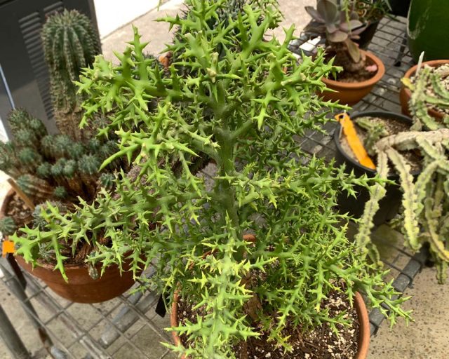 Молочай узкоплодный (Euphorbia stenoclada) тоже целиком состоит из веточек, только серебристо-серых и с шипами (есть формы без шипов).
