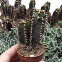 Молочай канарский (Euphorbia canariensis).
