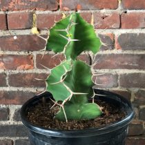 Молочай крупнорогий (Euphorbia grandicornis).