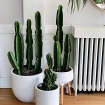Молочай великий (Euphorbia ingens).