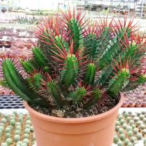 Молочай беловатый (Euphorbia enopla).