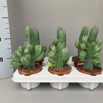 Молочай смолоносный (Euphorbia resinifera).