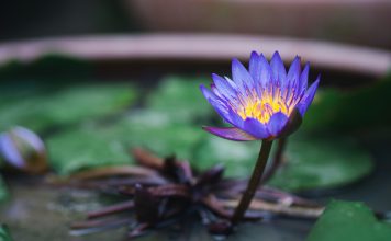 Выращиваем настоящий лотос в квартире — проще, чем кажется.