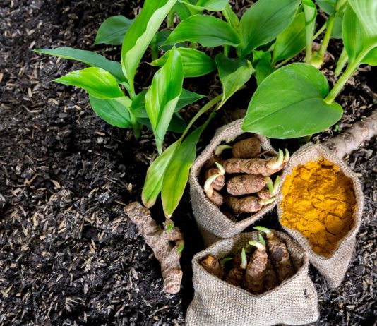 Золотая приправа: как вырастить куркуму в домашних условиях.