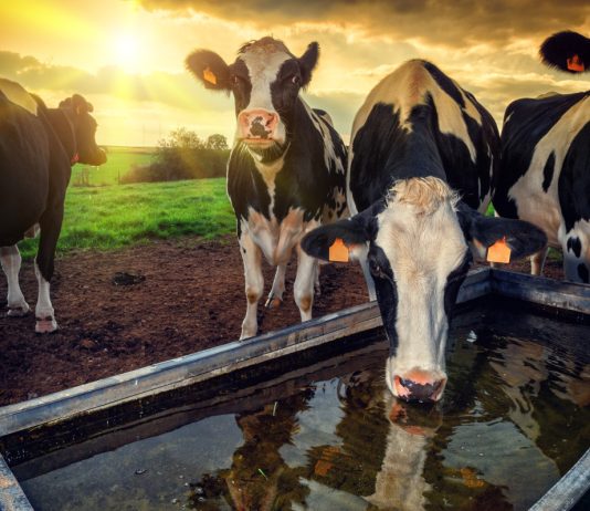 10 советов как защитить коров от жары.