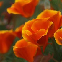 Эшшольция (Eschscholzia) – воздушное, красивоцветущее растение из семейства маковые. Эшшольция (Eschscholzia) – воздушное, красивоцветущее растение из семейства маковые.