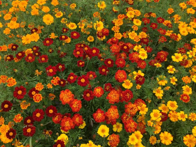 Бархатцы (Tagetes) – неприхотливые однолетники из семейства астровые. Бархатцы (Tagetes) – неприхотливые однолетники из семейства астровые.