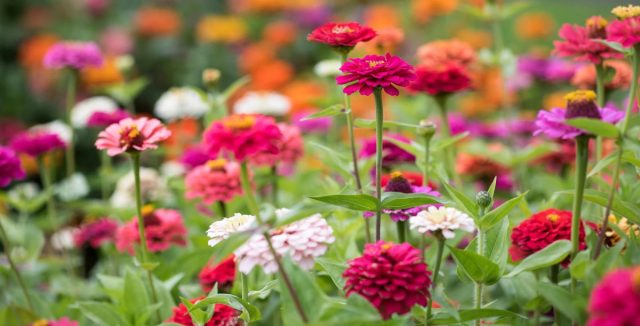 У Циннии (Zinnia) есть низкорослые (около 25 см высотой), среднерослые (40 см) и высокорослые (до 80 см) сорта. У Циннии (Zinnia) есть низкорослые (около 25 см высотой), среднерослые (40 см) и высокорослые (до 80 см) сорта.