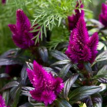 В народе целозию (Celosia) называют «петушиные гребешки» за отдалённое сходство ярких, пышных метельчатых или колосовидных соцветий с гребешком петуха. В народе целозию (Celosia) называют «петушиные гребешки» за отдалённое сходство ярких, пышных метельчатых или колосовидных соцветий с гребешком петуха.