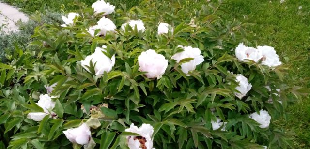 В это же время цветут безродные древовидные пионы (Paeonia suffruticosa) крупными, очень ароматными полумахровыми цветками. В это же время цветут безродные древовидные пионы (Paeonia suffruticosa) крупными, очень ароматными полумахровыми цветками.