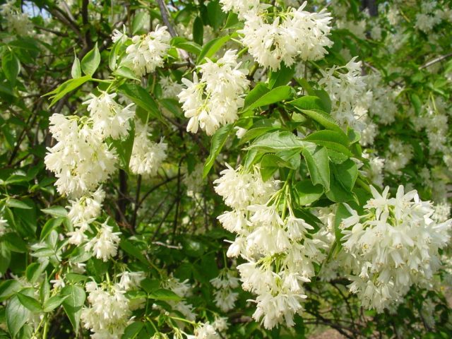 В начале мая цветёт клекачка колхидская (Staphylea colchica), из цветков которой делают знаменитую кавказскую закуску - джонджоли. В начале мая цветёт клекачка колхидская (Staphylea colchica), из цветков которой делают знаменитую кавказскую закуску - джонджоли.