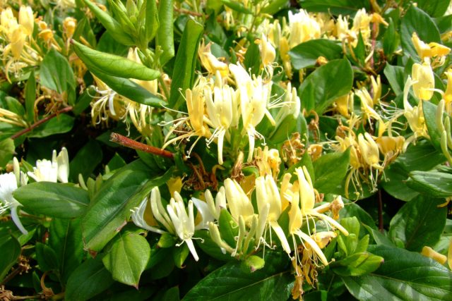 С третьей декады мая начинает цвести жимолость японская (Lonicera japonica) "Ред Ворлд" ('Red World') и "Халиана" ('Halliana') - ароматное чудо с изысканным запахом. С третьей декады мая начинает цвести жимолость японская (Lonicera japonica) "Ред Ворлд" ('Red World') и "Халиана" ('Halliana') - ароматное чудо с изысканным запахом.
