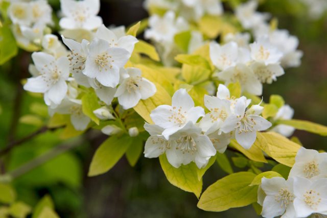 Первым начинает цветение чубушник венечный "Ауреус" (Philadelphus coronarius 'Aureus') с шартрезной листвой Первым начинает цветение чубушник венечный "Ауреус" (Philadelphus coronarius 'Aureus') с шартрезной листвой