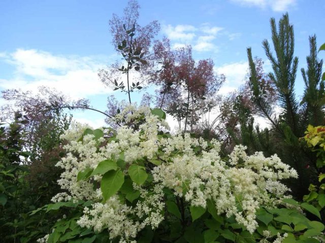 Во второй декаде июня зацветает амурская сирень (Syringa amurensis), элегантный кустарник с крупными метёлками кремовых цветочков, распространяющих по окрестностям медовый запах.
