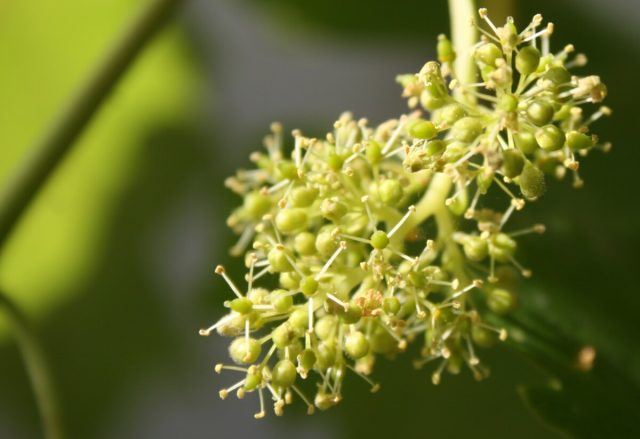 В эти же сроки начинает цвести культурный виноград (Vitis vinifera). В эти же сроки начинает цвести культурный виноград (Vitis vinifera).