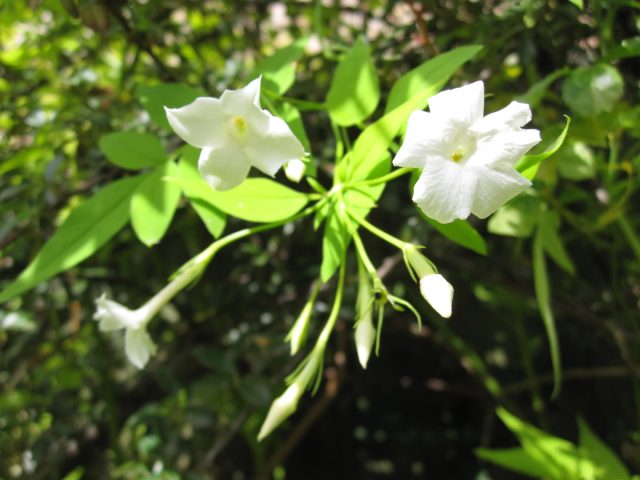 К концу июня зацветает жасмин лекарственный (Jasminum officinale), который, теоретически, очень теплолюбив и повсеместно выращивается в качестве комнатного растения. К концу июня зацветает жасмин лекарственный (Jasminum officinale), который, теоретически, очень теплолюбив и повсеместно выращивается в качестве комнатного растения.