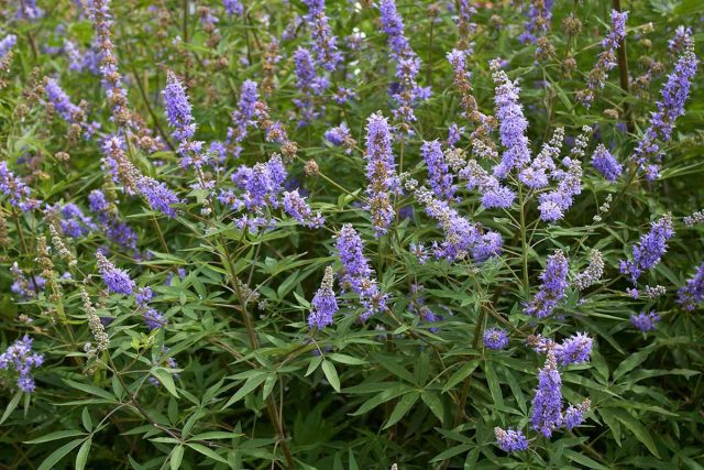 К началу июля зацветает витекс священный (Vitex agnus-castus). К началу июля зацветает витекс священный (Vitex agnus-castus).