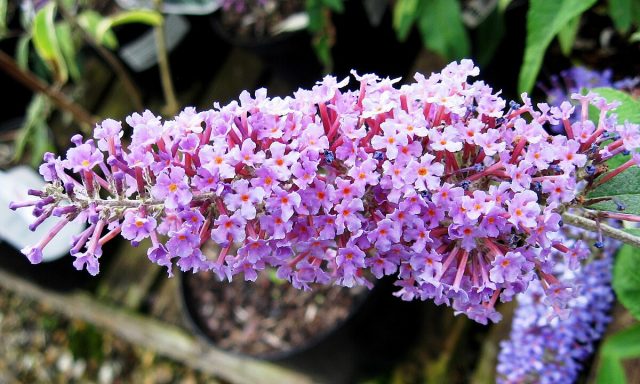 В эти же сроки цветут буддлеи Давида (Buddleja davidii) "Вайт Профьюжн" ('White Profusion'), "Иль де Франс" ('Ile de France'), "Пинк Делайт" ('Pink Delight'). В эти же сроки цветут буддлеи Давида (Buddleja davidii) "Вайт Профьюжн" ('White Profusion'), "Иль де Франс" ('Ile de France'), "Пинк Делайт" ('Pink Delight').