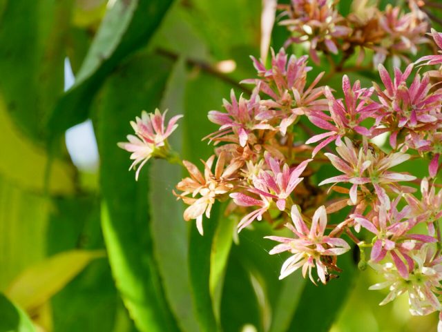 К сентябрю зацветает гептакодиум микониевидный (Heptacodium miconioides). К сентябрю зацветает гептакодиум микониевидный (Heptacodium miconioides).