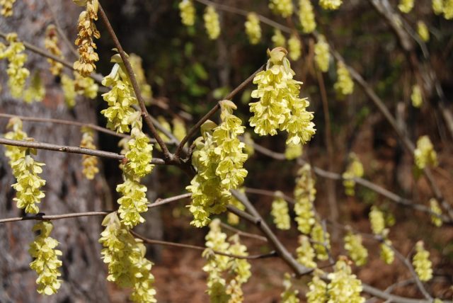 Примерно в это же время у корилопсиса колосистого (Corylopsis spicata) появляются на голых веточках трогательные светло-жёлтые кисти-колоски цветочков. Примерно в это же время у корилопсиса колосистого (Corylopsis spicata) появляются на голых веточках трогательные светло-жёлтые кисти-колоски цветочков.