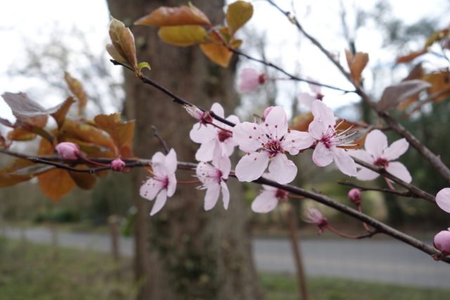 К концу марта зацветает алыча (Prunus cerasifera). К концу марта зацветает алыча (Prunus cerasifera).