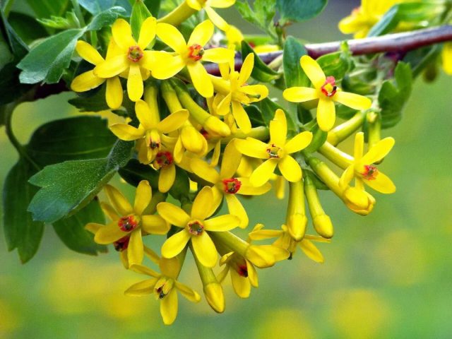 Золотистая смородина (Ribes aureum) - приятный вариант 2 в 1: в начале апреля цветёт душистыми медоносными жёлтыми цветочками, а в июне плодоносит разноцветными ягодами. Золотистая смородина (Ribes aureum) - приятный вариант 2 в 1: в начале апреля цветёт душистыми медоносными жёлтыми цветочками, а в июне плодоносит разноцветными ягодами.