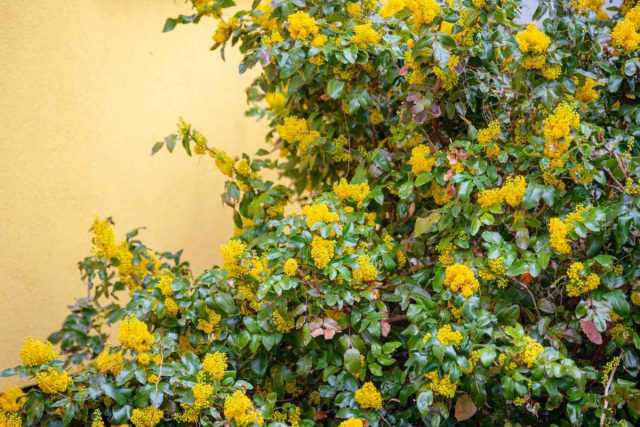 Потом подтягивается магония падуболистная (Mahonia aquifolium). Круглогодично красивый кустарник с зимующими листьями тёмно-зелёно-глянцевыми летом и бронзовыми зимой. Потом подтягивается магония падуболистная (Mahonia aquifolium). Круглогодично красивый кустарник с зимующими листьями тёмно-зелёно-глянцевыми летом и бронзовыми зимой.