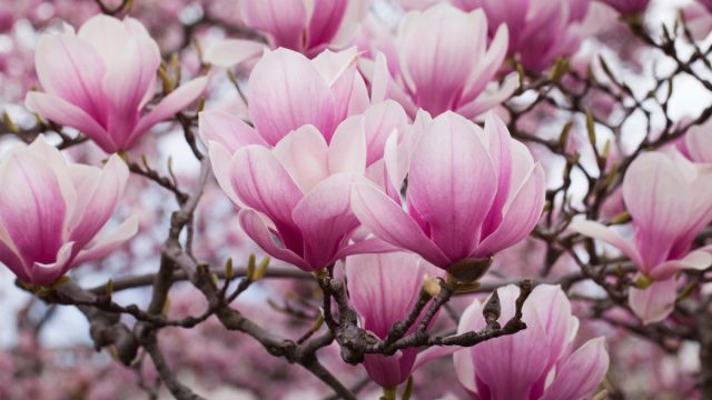 Магнолия гибридная "Броззони" (Magnolia x soulangiana 'Brozzoni') Магнолия гибридная "Броззони" (Magnolia x soulangiana 'Brozzoni')