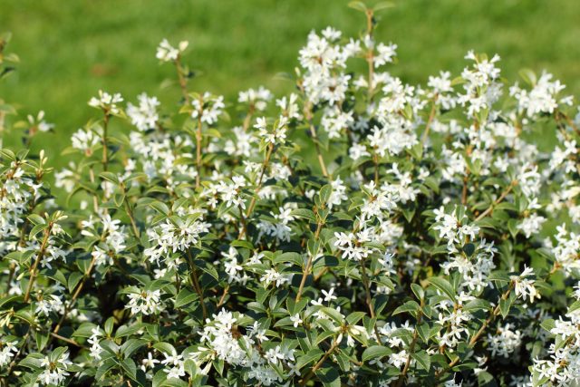 В первой декаде апреля зацветает османтус Бурквуда (Osmanthus burkwoodii) метёлочками мелких белых очень душистых цветочков. В первой декаде апреля зацветает османтус Бурквуда (Osmanthus burkwoodii) метёлочками мелких белых очень душистых цветочков.
