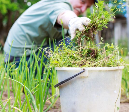 Бесконечная борьба с сорняками: как сделать ее эффективнее и проще - Ягодник Бесконечная борьба с сорняками: как сделать ее эффективнее и проще.