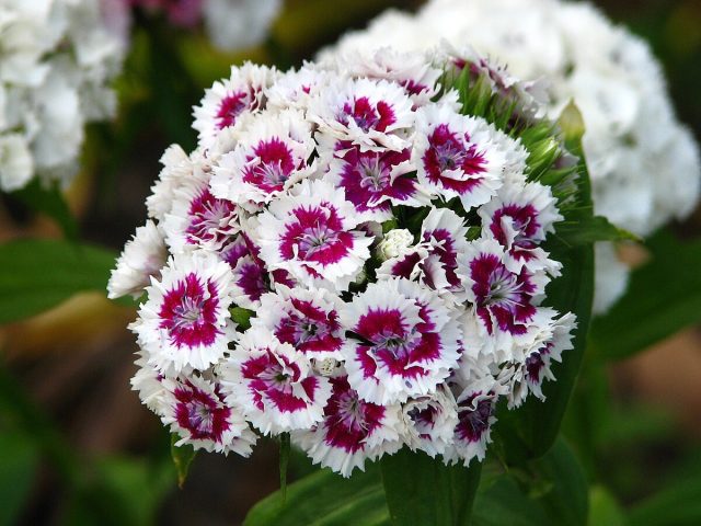 Ботаническое же название «Dianthus» произошло от греческих слов: «dios», что означает божественный, и «anthos» - цветок.